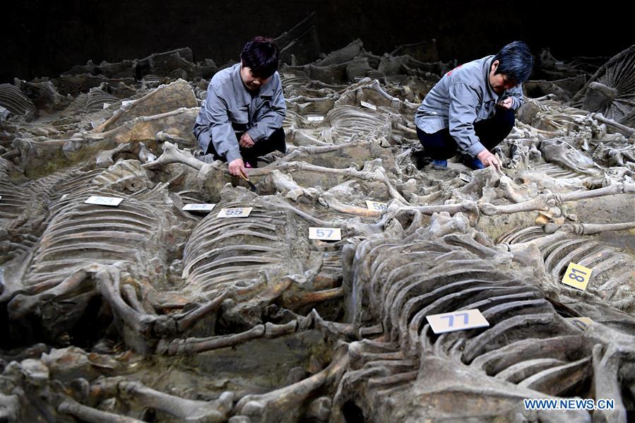 Des chevaux et charrettes millénaires mis à jour en Chine