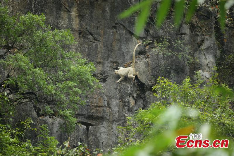 Un singe très rare aper?u dans le sud de la Chine