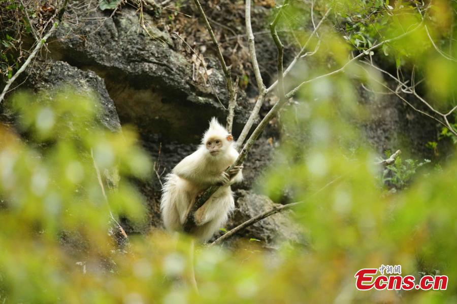 Un singe très rare aper?u dans le sud de la Chine