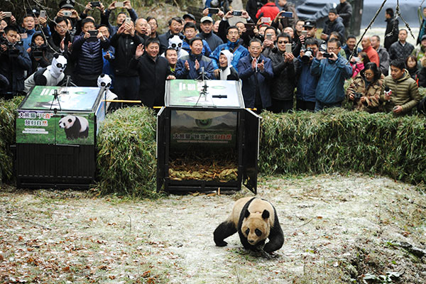 Un couple de pandas relaché dans la nature au Sichuan