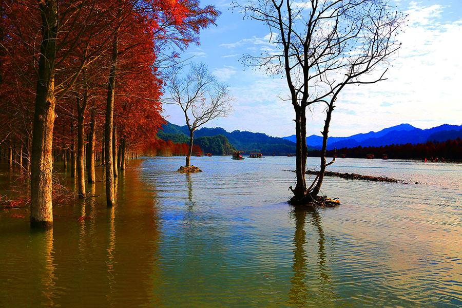 Une forêt de mélèzes de Chine sous le soleil hivernal