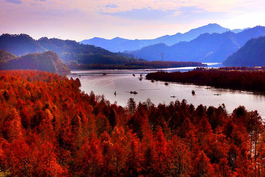 Une forêt de mélèzes de Chine sous le soleil hivernal