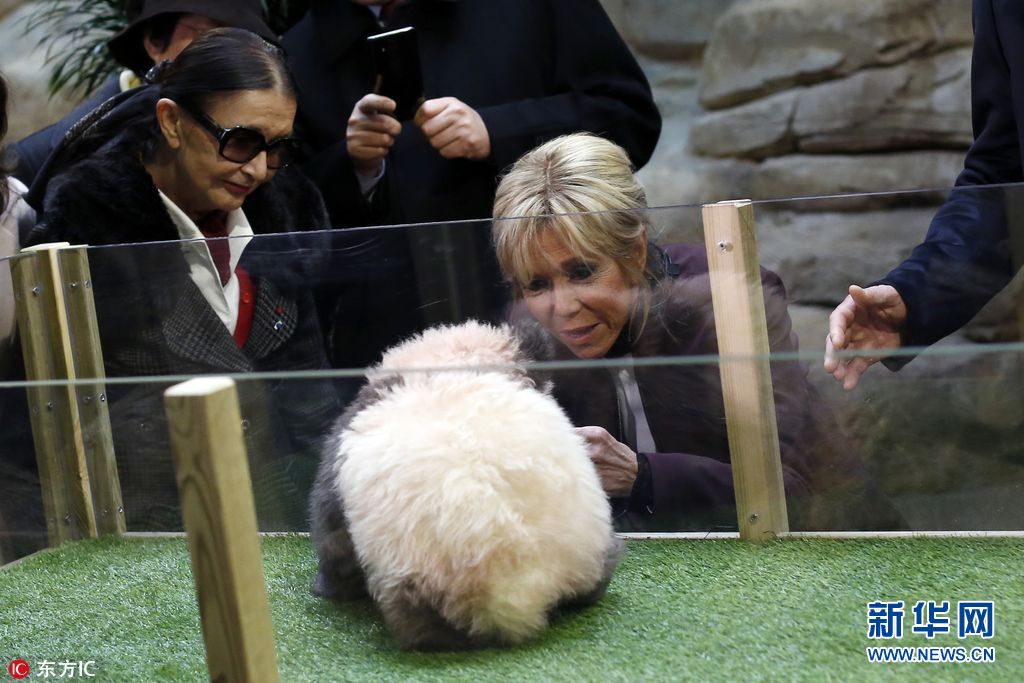 Le premier bébé panda né en France baptisé Yuan Meng