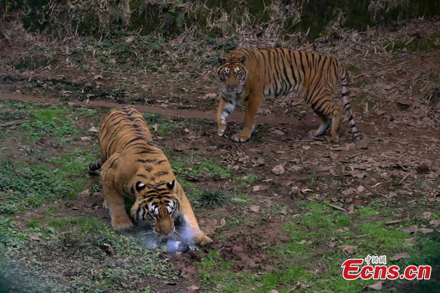 Chongqing : des tigres s'attaquent à un drone