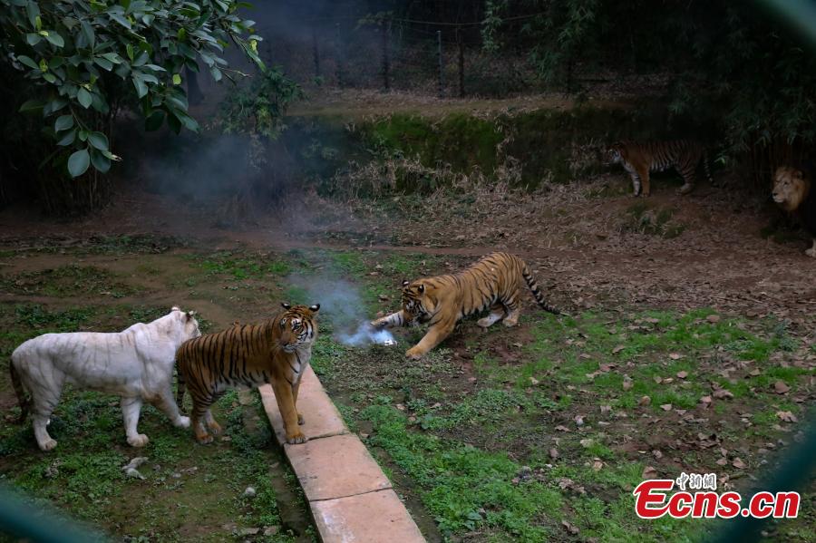 Chongqing : des tigres s'attaquent à un drone