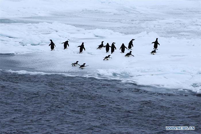 Expédition du brise-glace chinois Xuelong sur le cercle antarctique