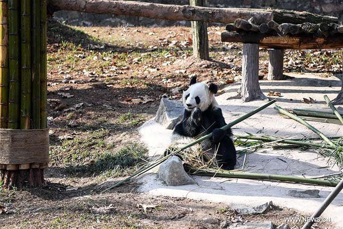 Sichuan?: bain de soleil hivernal pour les pandas géants 