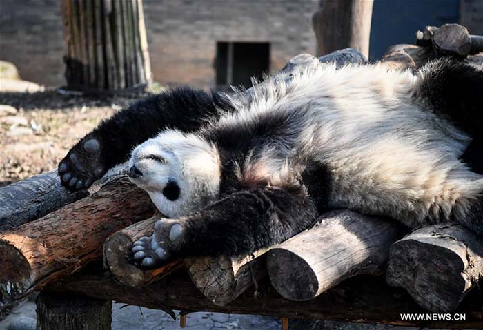 Sichuan?: bain de soleil hivernal pour les pandas géants 