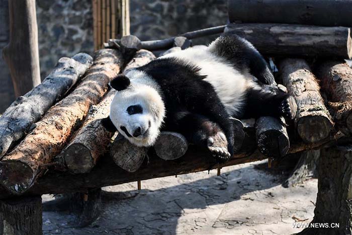 Sichuan?: bain de soleil hivernal pour les pandas géants 