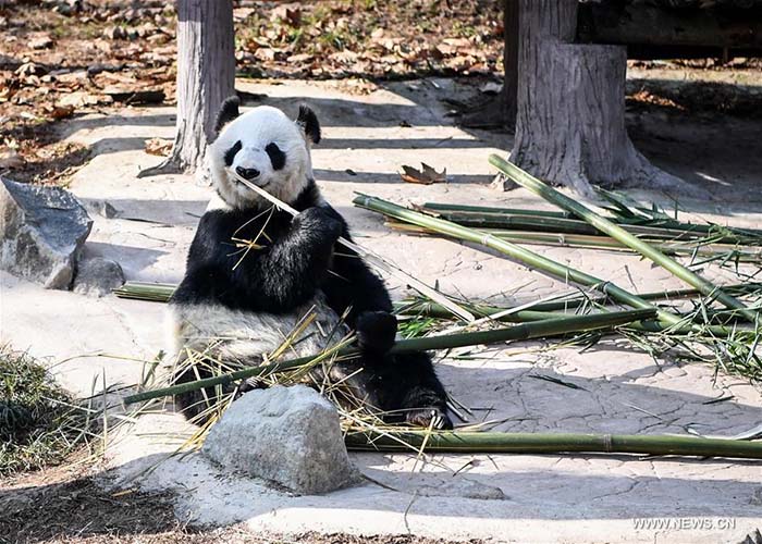 Sichuan?: bain de soleil hivernal pour les pandas géants 