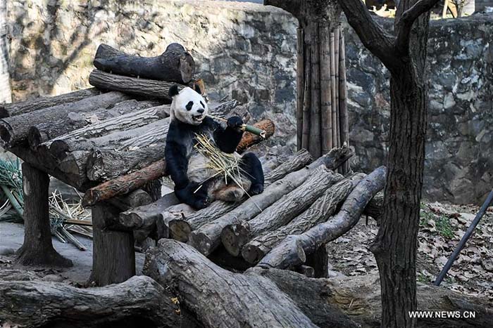 Sichuan?: bain de soleil hivernal pour les pandas géants 