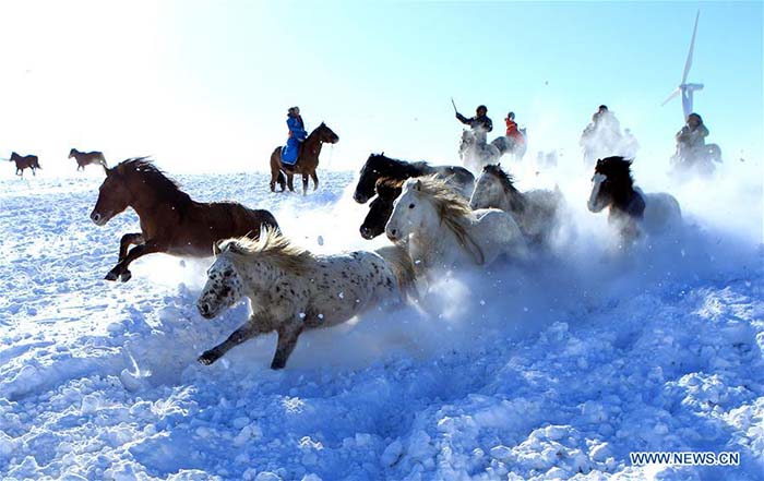 Apprivoisement de chevaux sur la neige dans le Nord de la Chine