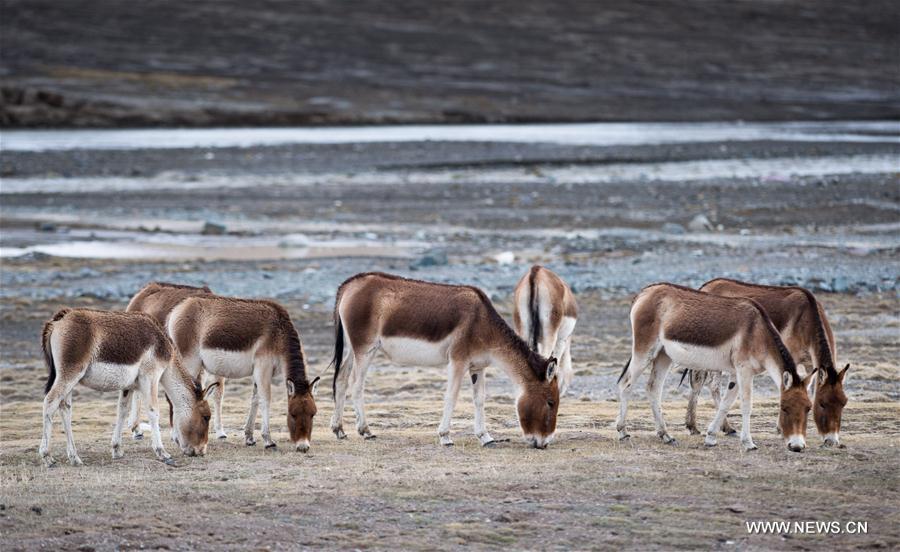 Qinghai : les paysages magnifiques de Sanjiangyuan