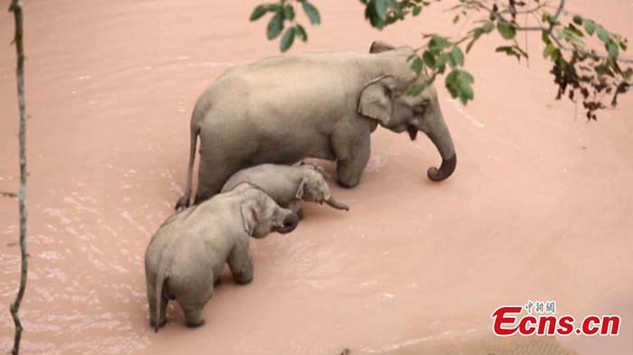 Apparition d'éléphants sauvages dans une zone touristique du Yunnan