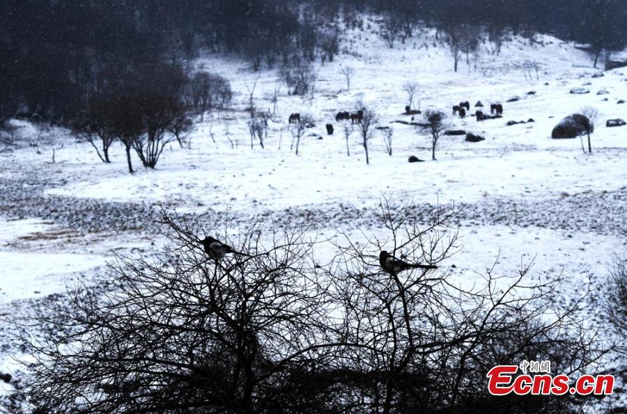 Vues de paysages enneigés dans l'Ouest de la Chine