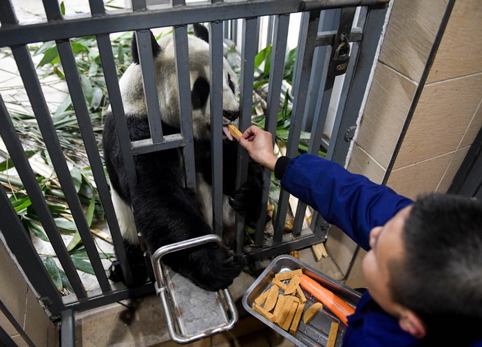 Changchun : les pandas chouchoutés en hiver