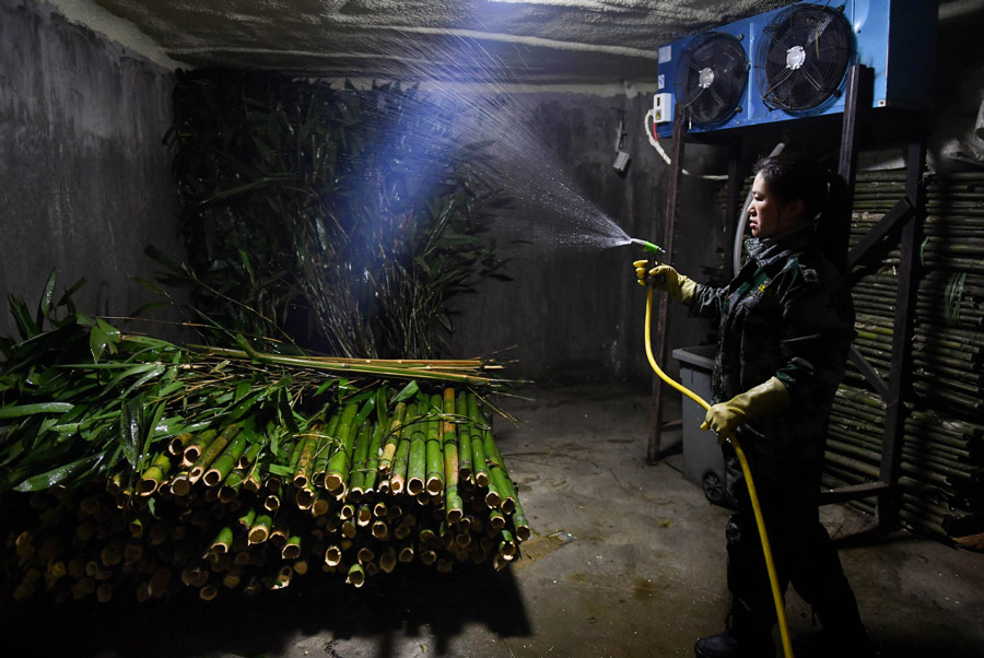 Changchun : les pandas chouchoutés en hiver