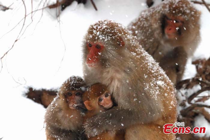 Henan : des macaques sauvages dans la neige