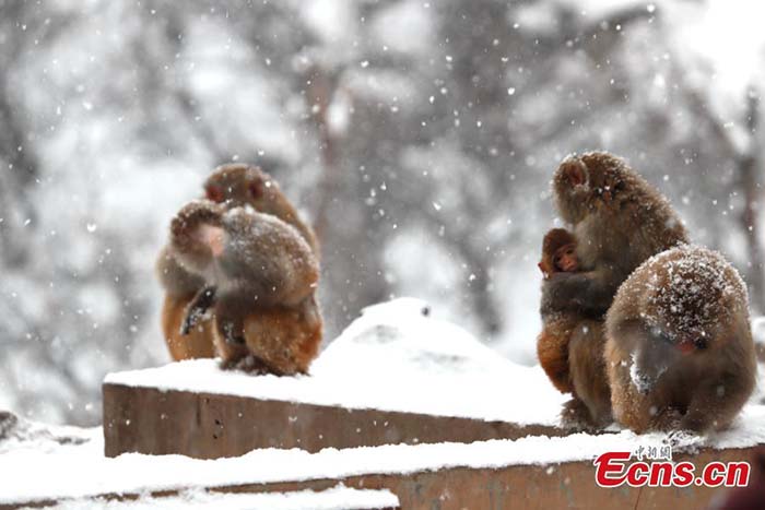 Henan : des macaques sauvages dans la neige