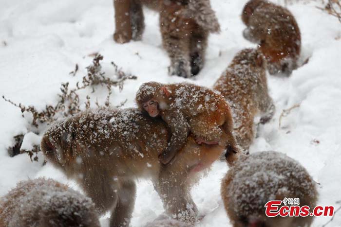 Henan : des macaques sauvages dans la neige