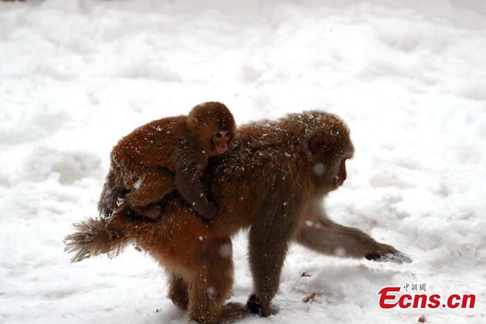 Henan : des macaques sauvages dans la neige