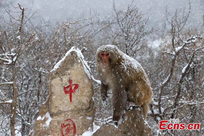 Henan : des macaques sauvages dans la neige