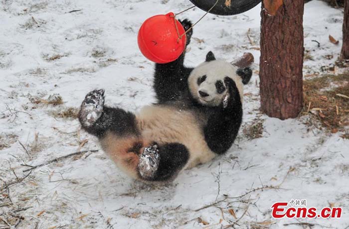 Des pandas géants dans la neige