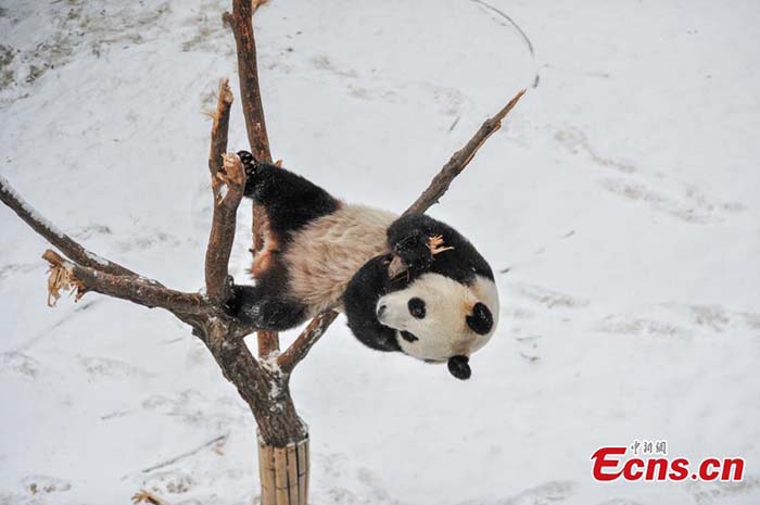 Des pandas géants dans la neige