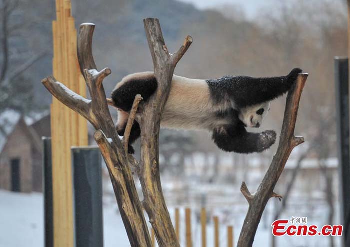 Des pandas géants dans la neige