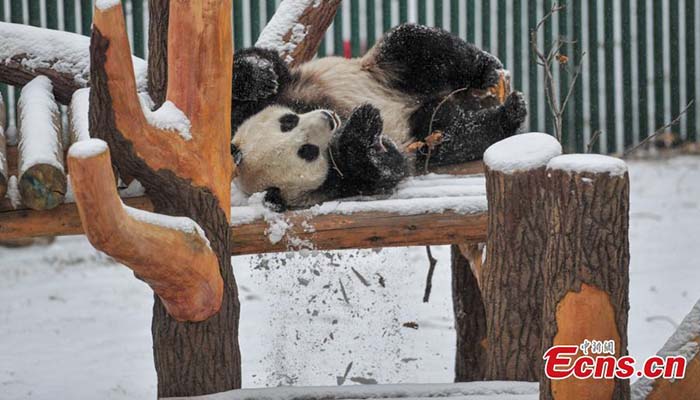 Des pandas géants dans la neige