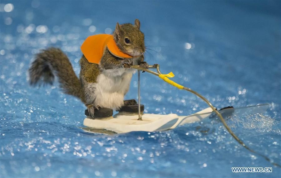 Quand un écureuil pratique le ski nautique