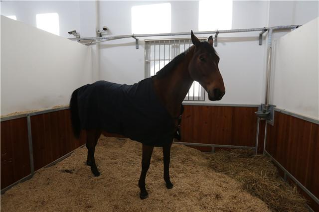 Le cheval offert par Emmanuel Macron à Xi Jinping