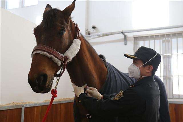 Le cheval offert par Emmanuel Macron à Xi Jinping