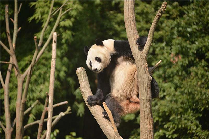 La Finlande accueille deux pandas 