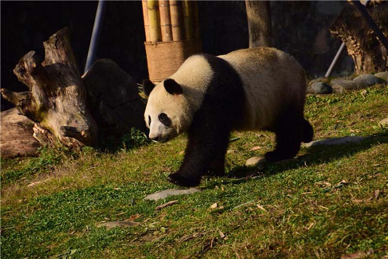 La Finlande accueille deux pandas 