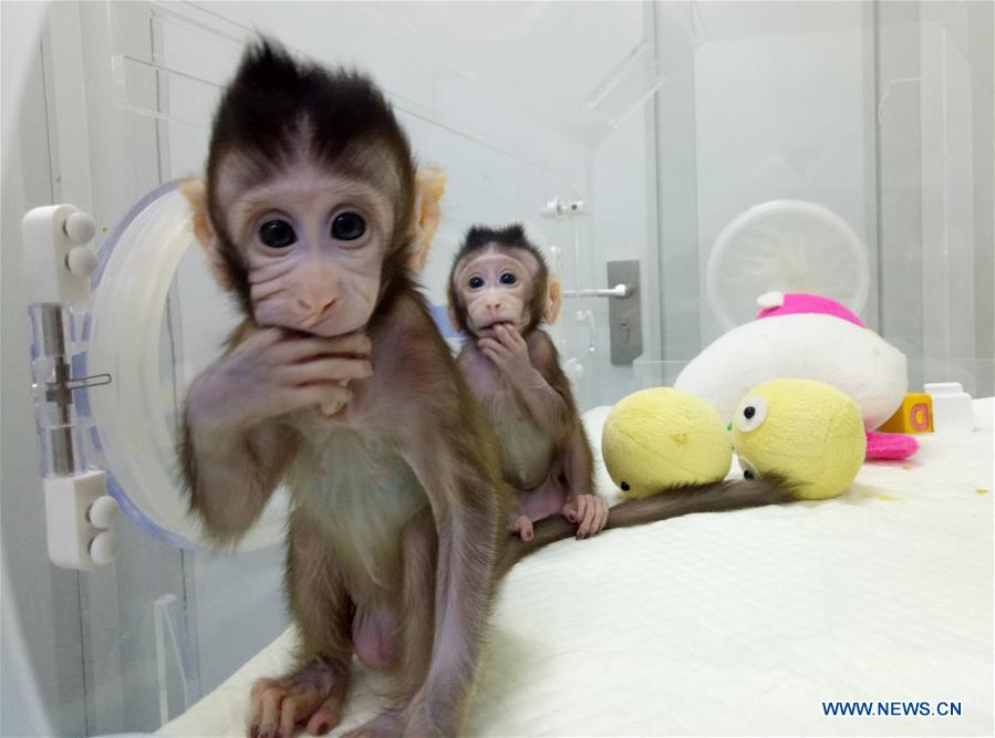 Chine : naissance des deux premiers macaques clonés au monde avec la technique utilisée pour Dolly