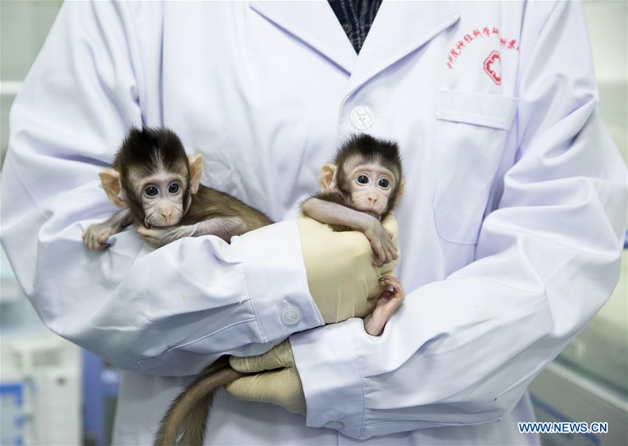 Chine : naissance des deux premiers macaques clonés au monde avec la technique utilisée pour Dolly