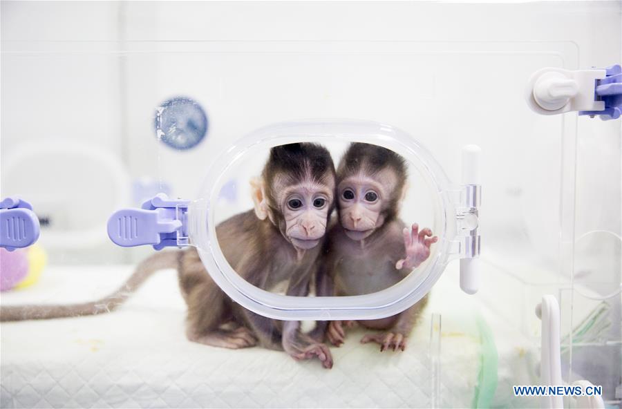 Chine : naissance des deux premiers macaques clonés au monde avec la technique utilisée pour Dolly