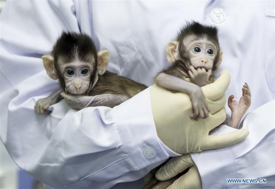 Chine : naissance des deux premiers macaques clonés au monde avec la technique utilisée pour Dolly