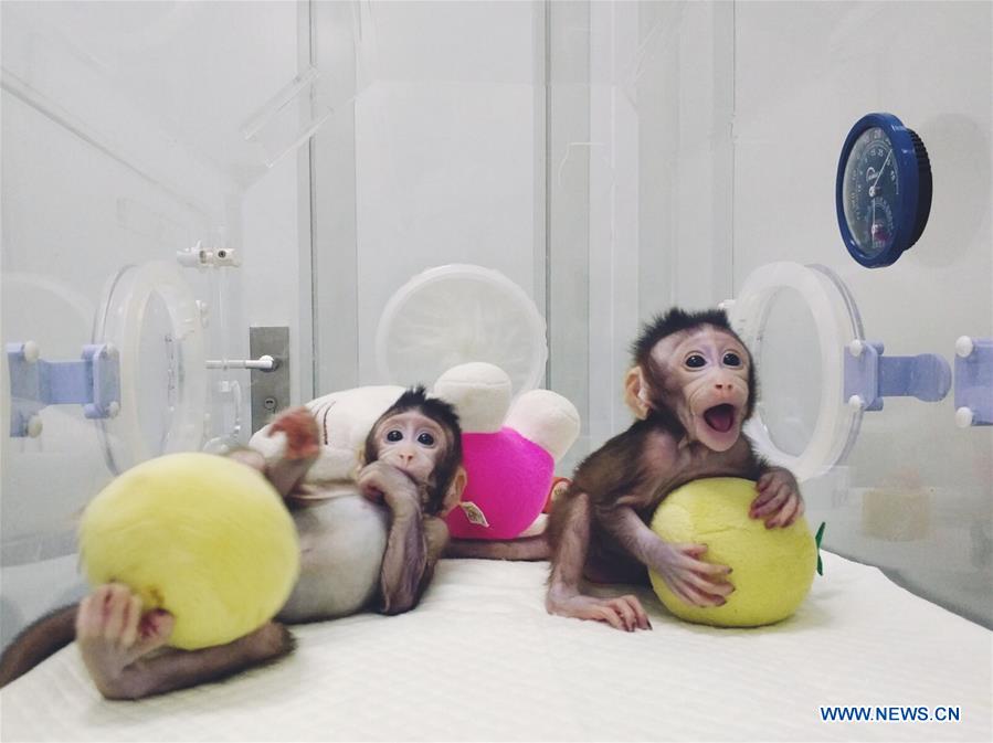 Chine : naissance des deux premiers macaques clonés au monde avec la technique utilisée pour Dolly