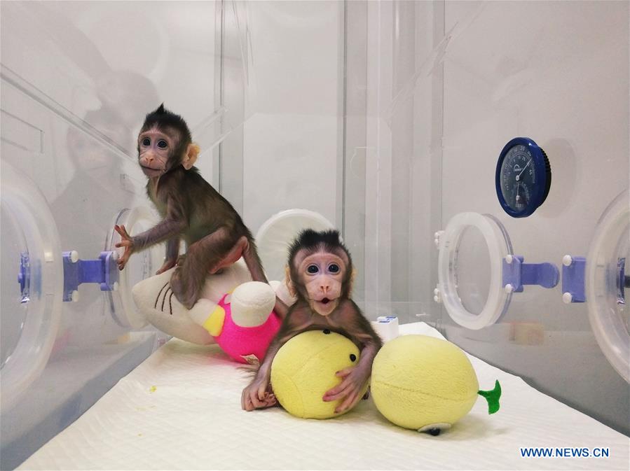 Chine : naissance des deux premiers macaques clonés au monde avec la technique utilisée pour Dolly