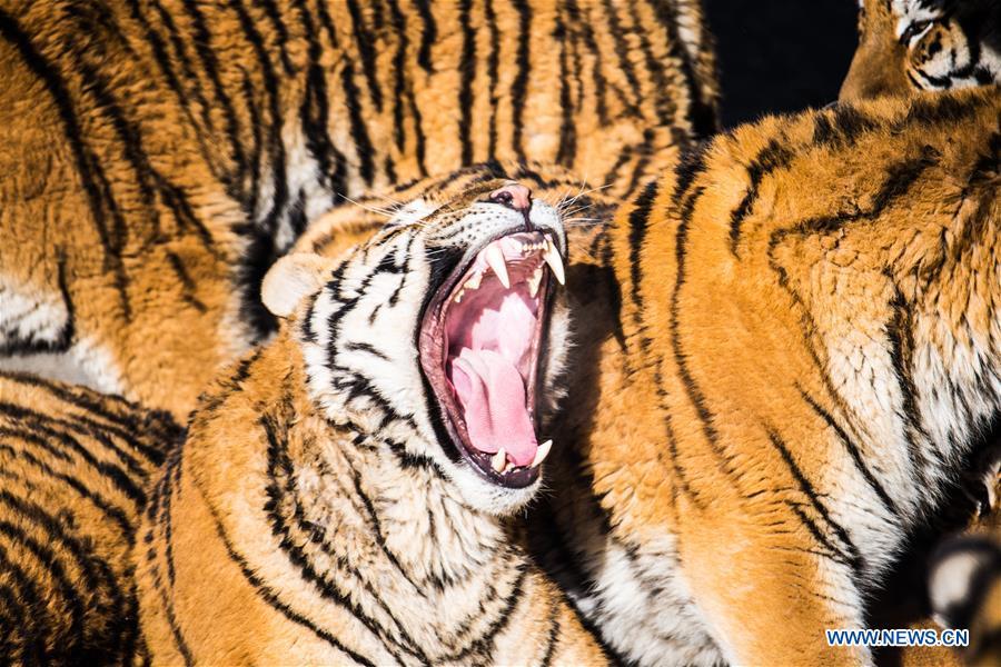 Harbin : des tigres de Sibérie entra?nés pour pouvoir survivre dans la nature