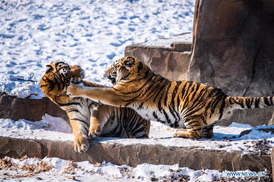 Harbin : des tigres de Sibérie entra?nés pour pouvoir survivre dans la nature