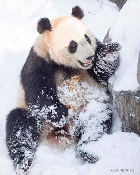 Les pandas géants profitent de la neige à Nanjing 