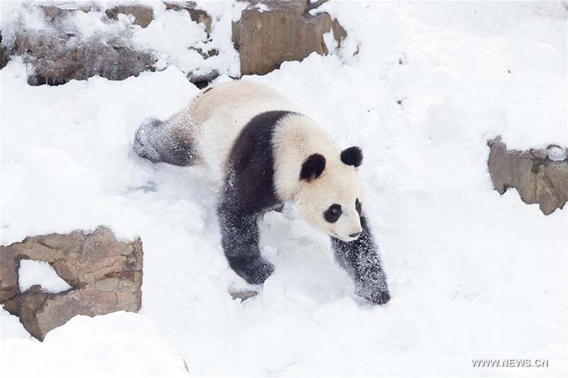 Les pandas géants profitent de la neige à Nanjing 