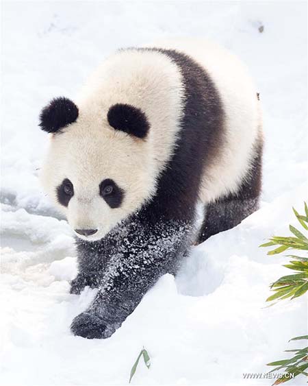 Les pandas géants profitent de la neige à Nanjing 