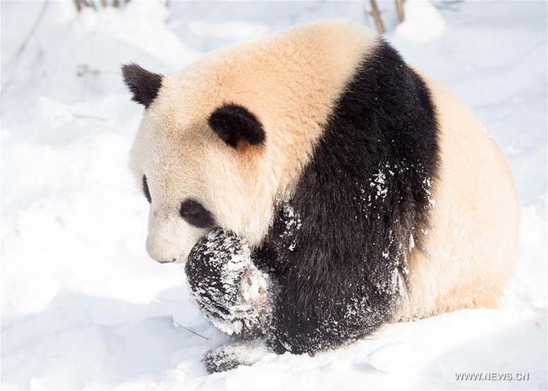 Les pandas géants profitent de la neige à Nanjing 