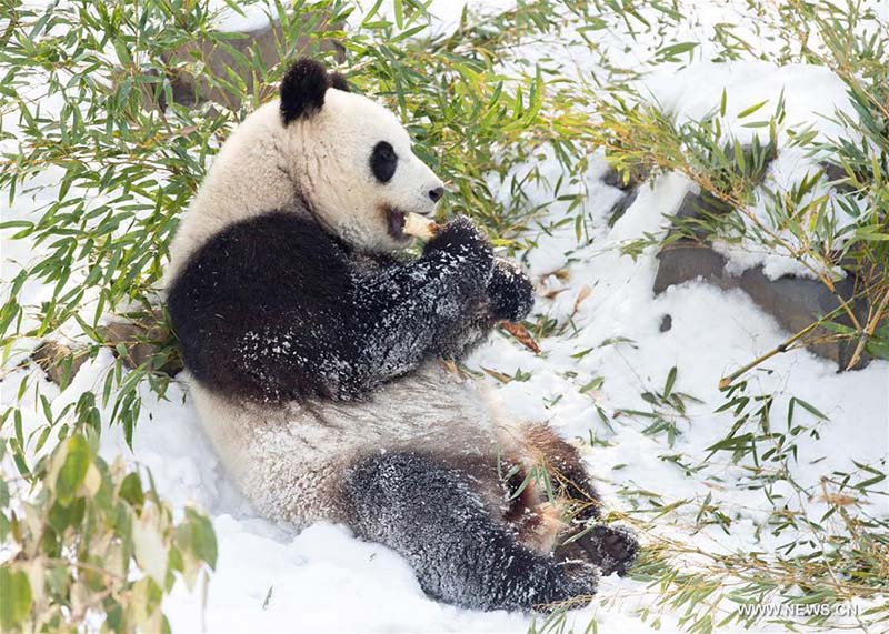 Les pandas géants profitent de la neige à Nanjing 