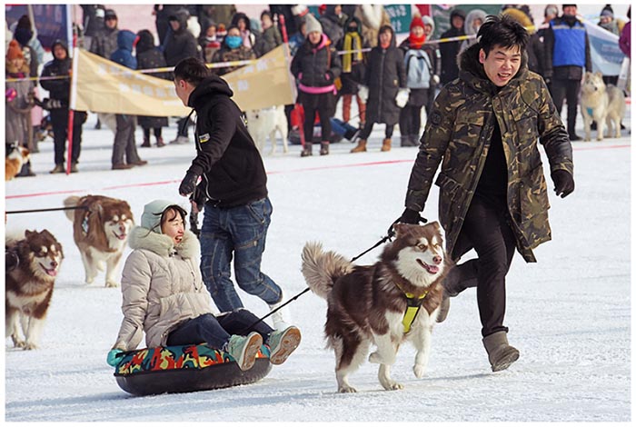 Des chiens en compétition sur la glace et la neige à Shenyang