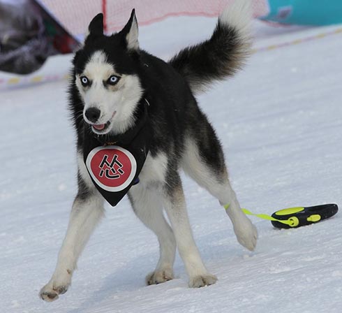 Des chiens en compétition sur la glace et la neige à Shenyang